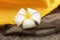 Plumeria flower rested on a Buddha statue\'s hand