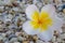 plumeria flower on the shingle background