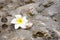 A plumeria flower on the stone