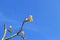 Plumeria flower white and pollen yellow beautiful on tree sky ba