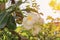 Plumeria flower white yellow beautiful on tree with sunset light tone. Common name pocynaceae, Frangipani , Pagoda tree, Temple