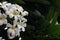 Plumeria flowering plants