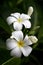 Plumeria flowers