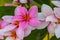 Plumeria flowers