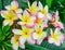 Plumeria flowers