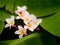 Plumeria Flowers Blooming in The Banana Field