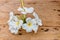 Plumeria flowers are blooming on old wooden floors