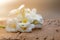 Plumeria flowers are blooming on old wooden floors