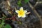 Plumeria flowers on braches on mountainous rocks