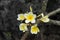 Plumeria flowers on braches on mountainous rocks