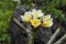 Plumeria flowers on braches on mountainous rocks