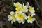 Plumeria flowers on braches on mountainous rocks