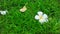 Plumeria flowers falling on the green grass