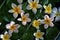 Plumeria flowers float on water