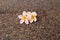 Plumeria flowers on granite stone