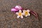 Plumeria flowers on granite stone