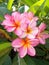 Plumeria flowers pink white yellow on the tree