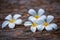 Plumeria flowers placed on a cement concrete floor.