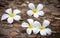 Plumeria flowers placed on a cement concrete floor.