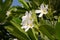 Plumeria flowers popularly known as Champa in India