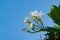 Plumeria flowers popularly known as Champa in India with bluesky background.