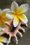 Plumeria Flowers and Shell