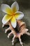 Plumeria Flowers and Shell