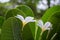 Plumeria flowers are white, refreshing and beautiful in nature.