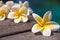 Plumeria flowers on wooden floor, blue water