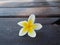 Plumeria flowers on the wooden walkway