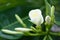 Plumeria, Frangipani, Beautiful white flower bouquet in the garden