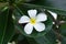 Plumeria, Frangipani, Beautiful white flower bouquet in the garden