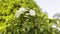 Plumeria Frangipani, Champa, Amapola, and Temple Tree are other name