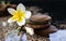 Plumeria or frangipani decorated on water and pebble rock in zen