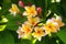 Plumeria (frangipani) flowers