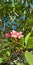 Plumeria or frangipani flowers and foliage