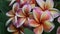 Plumeria, Frangipani Flowers in natural light