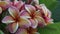 Plumeria, Frangipani Flowers in natural light