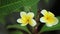 Plumeria Frangipani Flowers Panning Across High Definition