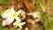 Plumeria Frangipani Flowers Panning Across High Definition