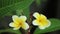 Plumeria Frangipani Flowers Panning Down High Definition