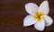 Plumeria (frangipani) - holy flower