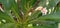 Plumeria frangipani or kath gulab tree flowers stock photo