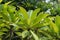 Plumeria Frangipani leaves in home garden with happy morning mood and natural background