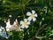 Plumeria, frangipani, national, tropical, Thai, flower, plant, tree, white, yellow, green, beautiful, nature, flora, bouquet, bota