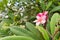 Plumeria frangipani pink flowers