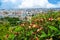 Plumeria,Frangipani red flower on mountain and view of Pattaya c