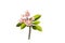 Plumeria frangipani silk flowers