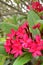 A plumeria or frangipani tree with dark red flowers