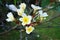 Plumeria, Frangipani tree flower blooming